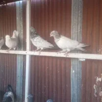 کبوتر