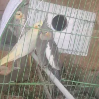 عروس هلندی