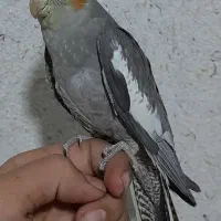 یک جفت عروس هلندی سینامون دستی و سخنگو|پرنده|اصفهان, کساره|دیوار