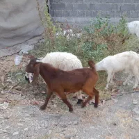 چهارتا باهم برنطین