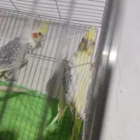 عروس هلندی|پرنده|ارومیه, |دیوار