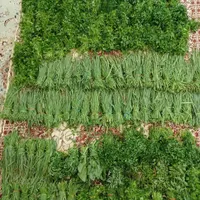سفارش سبزی به صورت کلی، ویژه رستوران و سوپرمارکت|خوردنی و آشامیدنی|سبزوار, مدرس|دیوار