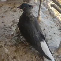 یک جفت دم سفید جوانه پاک