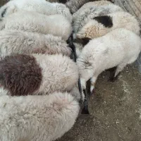 فروش بره نر