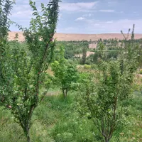 باغ میوه در فیروزکوه|فروش زمین و ملک کلنگی|فیروزکوه, |دیوار