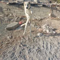 تاتوله های ۷ماهه نگهبان دهن پاک|سگ|وحیدیه, |دیوار