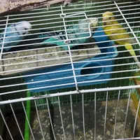 مرغ عشق|پرنده|گلبهار, شهر جدید گلبهار|دیوار