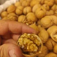 گردو کاغذی نهاوند همدان|خوردنی و آشامیدنی|نجفآباد, جلال آباد|دیوار