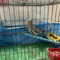 جوجه عروس هلندی|پرنده|کاشان, طالقانی|دیوار