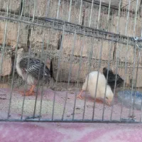 جوجه