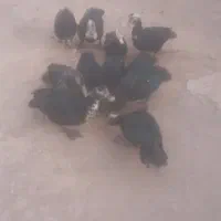 اردک|حیوانات مزرعه|کاغذکنان, |دیوار