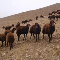 گوسفند قربانی