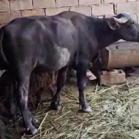 گاومیش نر و ماده