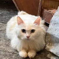 ۴ عدد گربه پرشین میکس