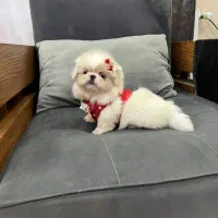 فسقلی های جیبی فنجونی بامزه شیطون