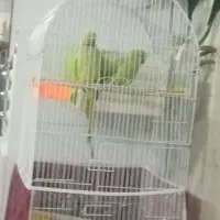 جفت طوطی ملنگو سخنگو