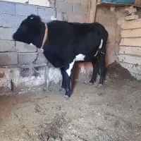 یک عدد گاو شیری با گوساله نر|حیوانات مزرعه|خواجه, |دیوار