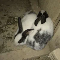 خرگوش