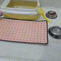 گربه اسکاتیش|گربه|بندرعباس, |دیوار