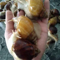 حلزون کلاژن ساز|خزنده|شیراز, دباغ خانه|دیوار