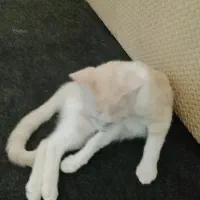 گربه