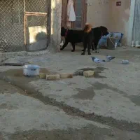 واگزاری سگ  لاس قدرجونی خالص ۶دنگ