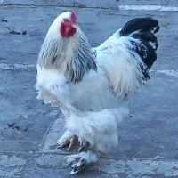 برهما لایت . تخم مرغ تزئنی لایت .جوجه لایت