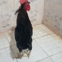 خروس جوان|حیوانات مزرعه|بندر ماهشهر, |دیوار