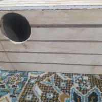 لانه عروس هلندی