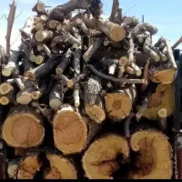 خریدار درخت..اره برقی