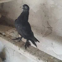 کفتر|پرنده|تبریز, |دیوار