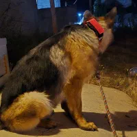 سگ ژرمن شپرد
