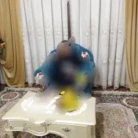 پرده