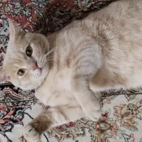 گربه اسکاتیش پرتیش