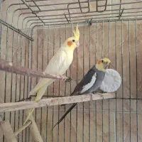 طوطی عروس جفت