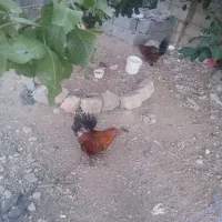 خروس نژاددار