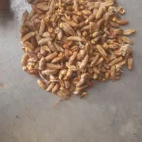 فروش هسته خرما