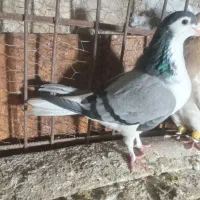 سلام دوستان کسی واسه این کفترا نره داره