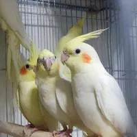 عروس هلندی تخم گذار|پرنده|خمینیشهر, |دیوار