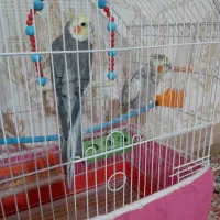 عروس هلندی