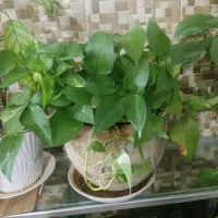 گل های اپارتمانی|گل و گیاه طبیعی|هرسین, |دیوار