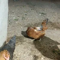 مرغ و خروس محلی و بوقلمون و اردک|حیوانات مزرعه|مشهد, گنبدواز|دیوار