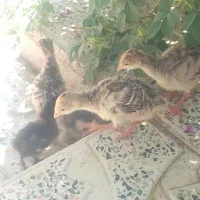 جوجه بوقلمون و برهما
