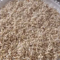 پودر جوانه گندم|خوردنی و آشامیدنی|کرج, حصارک پایین|دیوار