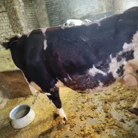 گاو|حیوانات مزرعه|نورآباد, |دیوار