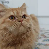 گربه پرشین نر برای جفت گیری