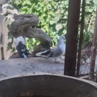 کبوتر نوک قنار و کبوتر پرشی ساعتی|پرنده|شهریار, شهریار|دیوار