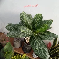 انواع  گل آپارتمانی|گل و گیاه طبیعی|رباط‌کریم, رباط‌کریم|دیوار