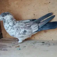 تعدادی کبوتر|پرنده|وحیدیه, |دیوار