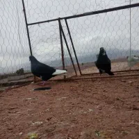 جفتی|پرنده|فردوس (کرمان), |دیوار